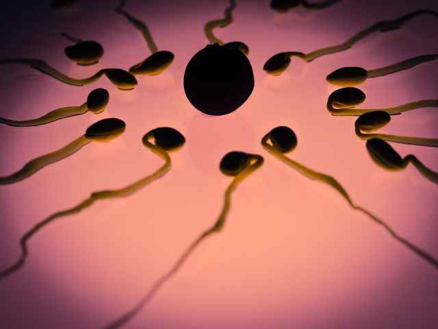 Clima: "Ogni grado in più rischio per fertilità maschile"