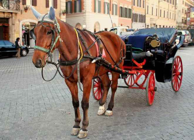 I cavalli delle botticelle romane: Cesare e gli altri