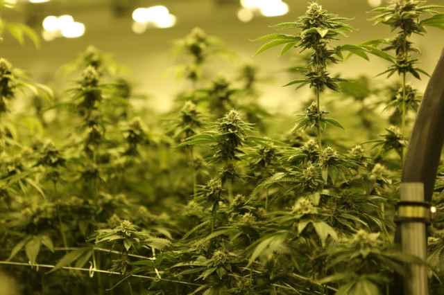 L’Onu ha depenalizzato la cannabis, ma perché è così stigmatizzata?