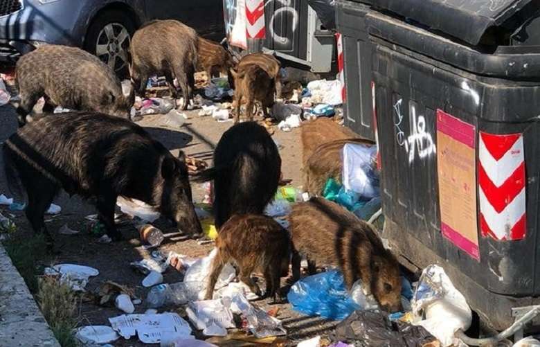 La mattanza dei cinghiali l'inutile crudeltà nel racconto di Elena Bibolotti2