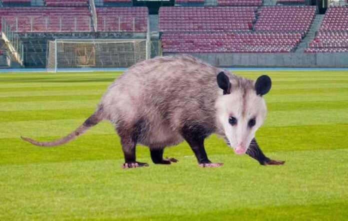 Manchester City-Atletico Madrid, ovvero la tattica dell'opossum del Cholo