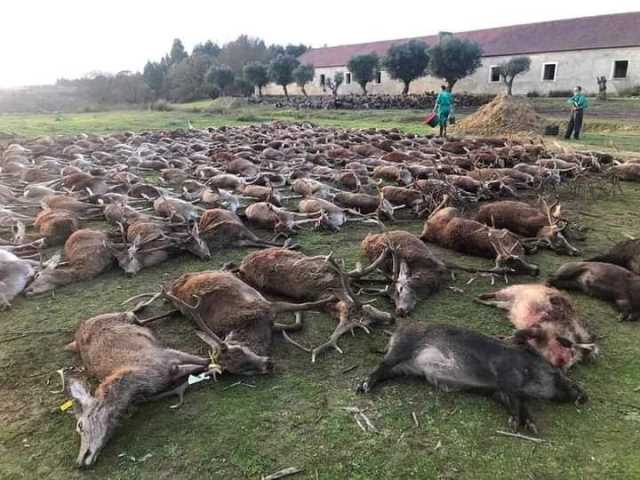Orrore in Portogallo: oltre 500 animali sterminati in una battuta di caccia