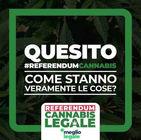 Referendum cannabis come stanno veramente le cose