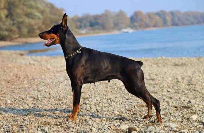Tagliare coda e orecchie al cane per capricci estetici? È un reato