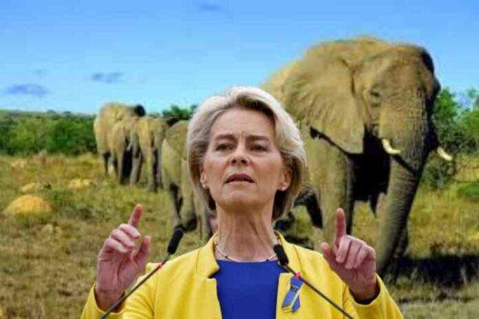 Ursula von der Leyen si muove come un elefante sull'Europa e fa danni,. In questa settimana è riuscita nella difficile impresa di far arrabbiare sia i russi che gli ucraini. 