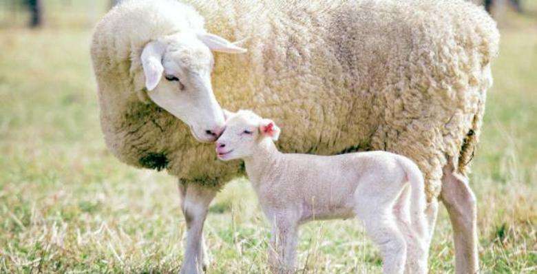 Rapporti sociali | Madre-figlio